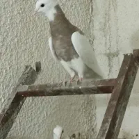 طوقی کارتونی ماده|پرنده|مشهد, هنرستان|دیوار