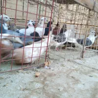 شانزده تا کفترشهرستانی.بدون بوم|پرنده|مشهد, امیریه|دیوار