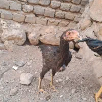 مرغ و خروس لاری ۴.۵ ماهه طوسی مرغه مشکی خروس
