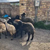 بره نر چاق و خمیر مناسب عید قربان