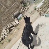 سگ ژرمن ماده|سگ|اشکذر, |دیوار