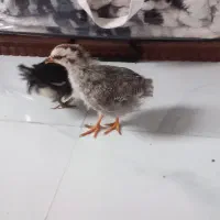 جوجه ۳ ماهه
