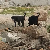 یک جفت سراب