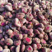 چغندر لبو و گاوی