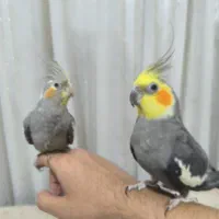 عروس هلندی شیطون