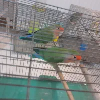 طوطی برزیلی|پرنده|پردیس, فاز ۳|دیوار