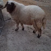 کاور پروار