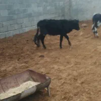 گوساله گوسفند بره|حیوانات مزرعه|وحیدیه, |دیوار