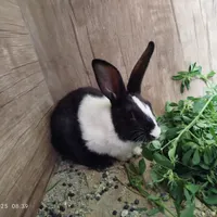 خرگوش سالم و بازی گوش