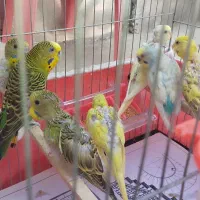مرغ عشق ب همراه جوجه