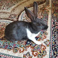 خرگوش خونگی