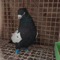 سینه سیاه درشت دوری|پرنده|اهواز, کیانپارس |دیوار