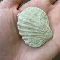 فسیل قدیمی