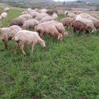بره ماده دامازدخ