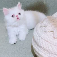 توله سگ فانتزی ریز|سگ|شیراز, معالیآباد|دیوار