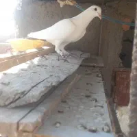 کفتر جفت|پرنده|زرند, |دیوار