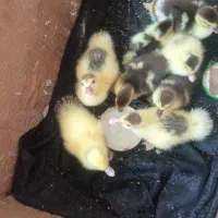 جوجه اردک اسراییلی