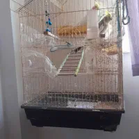 دو عدو عروس نروماده|پرنده|تبریز, |دیوار