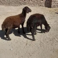 گوسفند