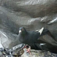 سه کبوتر فروشی