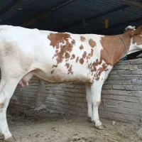 ثبت نام گاو قربانی سیمینتال اوله ۷نفره چاق گوساله