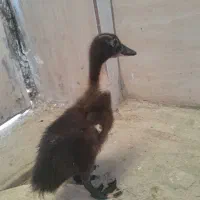 جوجه اردک