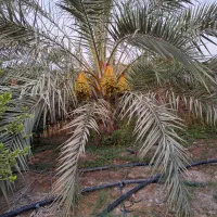 فروش باغ مرکبات|فروش دفتر صنعتی، کشاورزی، تجاری|بهبهان, |دیوار