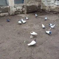 ۶۰ عدد کبوتر تیدی باش سپه وباش ساری درهم