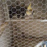 عروس هلندی