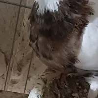 نروماده طوقی کلاهی نر سرخ ماده سور معاوضه با سبز