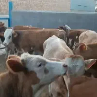 خریدوفروش گوساله های پرواری بانژادبالا|حیوانات مزرعه|اصفهان, احمدآباد|دیوار