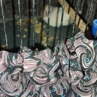 طوطی کوتوله یک عددویک جفت مرغ عشق با تخم|پرنده|شوش, |دیوار