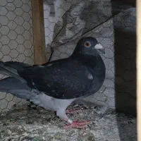 چاپی نر|پرنده|مشهد, امیریه|دیوار