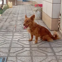 پامر اشپیتز