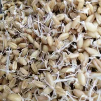 گندم جوانه زده تازه برای سالاد