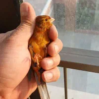 قناری سوخته سرخ نگرو نره مست|پرنده|شاهین‌شهر, شهرک امام علی|دیوار