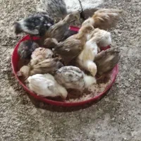 جوجه مرغ