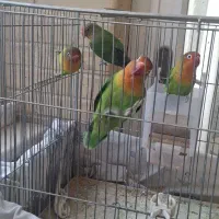 ۴ عدد طوطی برزیلی سبز ۳ ماده