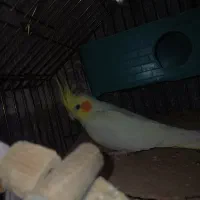 پرنده عروس هلندی زردقناری تک رنگ بدون خال