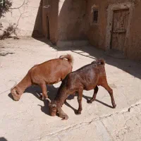 بزغاله نر و ماده|حیوانات مزرعه|شاهین دژ, |دیوار