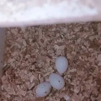 عروس هلندی جفت با تخم|پرنده|بن, |دیوار