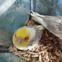 پرنده بیا پشمون نمیشی