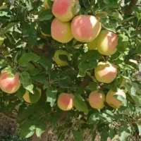 فروش   سیب پاییزه