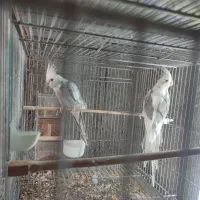 پرنده فروشی ققنوس|پرنده|دوگنبدان, |دیوار