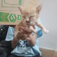 بچه گربه