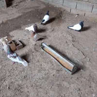 کبوتر سینه ی وکله ی