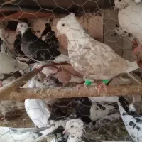 کبوتر|پرنده|اهواز, نادری|دیوار