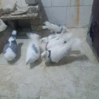 کبوتر رنگه طوقی