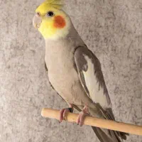 عروس نر ۷ ماهه سالم