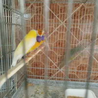 جوجه فنج گلدین|پرنده|اصفهان, ارغوانیه|دیوار